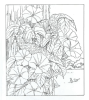A coloring page of nature in the backyard